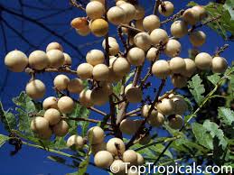 Image result for Deinbollia