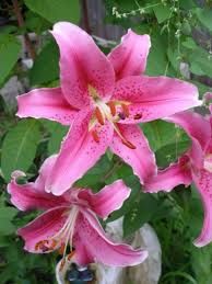 Check spelling or type a new query. Plant Spotlight Lilies Lilium Hubpages
