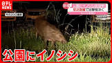 イノシシ (配信者)
