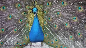 Caley Krantz Of Vernon B C Shared This Colour Peacock Photo With The Cbc Your News Community She Says It Was Peacock Photos Poster Photography Male Peacock