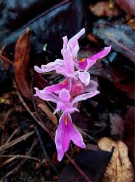 Image result for Brachycorythis