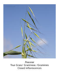 Image result for Poaceae