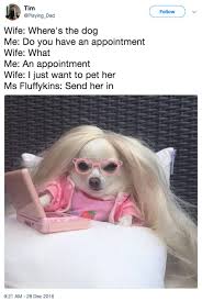 This page is for clean funny memes we will post memes we feel are clean. 100 Pet Memes That Will Make You Lol Over And Over Again