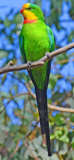 Pin By Saha Ozkose On Bird Parrots 1 Papaganlar Australian Parrots Pet Birds Beautiful Birds