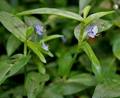 Image result for Commelina nyasensis