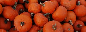 Check last minute port washington hotel deals. Carpinito Brothers Pumpkin Patch Fun In Kent Seattle Bloggers