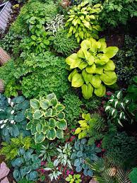 3' tall x 4' wide. Design Lessons From A Minnesota Shade Garden Shade Garden Hosta Gardens Shade Flowers