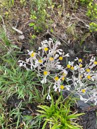 Image result for Alloteropsis paniculata