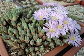 Image result for Chlorophytum nubicum