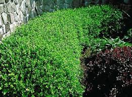 Image result for Eugenia