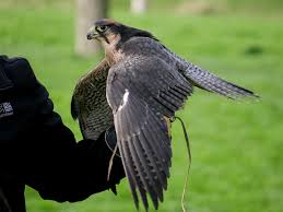 Maybe you would like to learn more about one of these? What Are Raptors C S W D