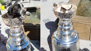 Humane society of the united states, the. Pups Kittens Sit In Stanley Cup At Florida Animal Shelter