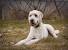 Australian Labradoodle