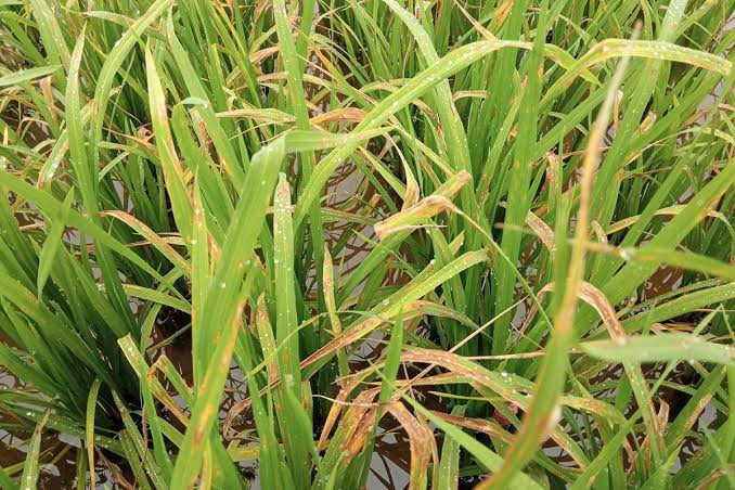 Dịch hại trên lúa vụ Đông Xuân