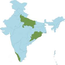 Image result for Bacopa hamiltoniana