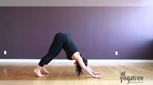 How To Do A Downward Dog Step By Step Breakdown Yoga Tutorial Yoga Tree