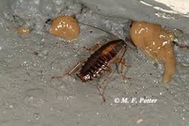 Roach treatments safe for pets (cats & dogs) and human beings. Cockroach Elimination In Homes And Apartments Entomology