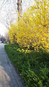 Forsythia, genus of about seven species of flowering plants in the olive family (oleaceae) native to eastern europe and east asia. Forsythie Spectabilis Online Kaufen