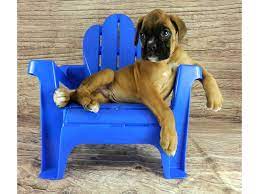 Find your new companion at nextdaypets.com. Boxer Puppies Petland Orlando South