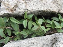 Image result for Melhania velutina