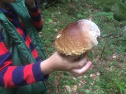 Wir zeigen wann die pilzsaison los geht und zu welcher neben der pilzzeit, in der die verschiedenen pilzsorten wachsen, spielt es auch eine rolle, an welchen. Auf In Die Pilze Pilze In Bayern Around About Munich