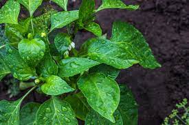 You should water your palm plant if the soil is dry 2 deep. Watering Pepper Plants The Dos And Don Ts Pepperscale