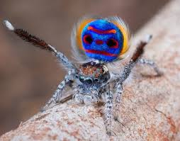 Our main focus is the phidippus jumping spider species. Where Can I Find A Peacock Spider Quora