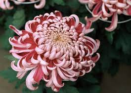The Meaning Behind 8 Different Types Of Popular Funeral Flowers Funeral Flowers Chrysanthemum Chrysanthemum Flower