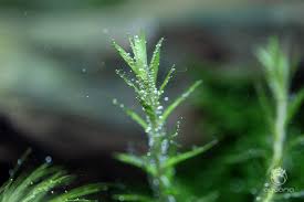 Image result for Syngonanthus angolensis