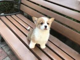 Maybe you would like to learn more about one of these? Corgi Breeders In California Top 7 2021 We Love Doodles