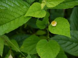 Image result for Sida veronicifolia