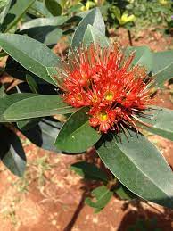 India Karnataka Travel Bangalore Lalbagh Nature Karnataka Bangalore Plants