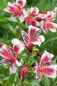 Pin On Alstroemerias Peruvian Lilies