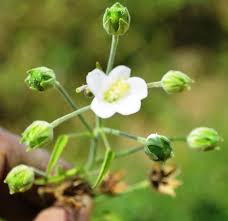 Image result for Hibiscus lobatus