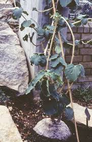 Image result for Pyrenacantha