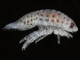 Image result for Dissotis pulchra