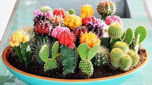Centro de cactus artificiales para decorar en mesas, aparador, etc. Centros De Mesa Y Arreglos Con Cactus Y Suculentas Tendencia Actual