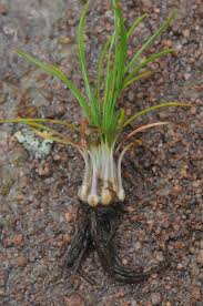 Image result for Isoetes