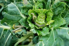 Maybe you would like to learn more about one of these? Fight Insect Invasion In Your Garden With Strategic Companion Plants Growing Tips Jolly Lane Greenhouse
