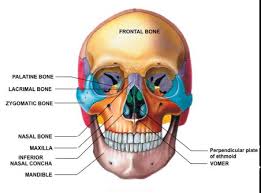 (2) diamond shaped bones that form cheekbones. Facial Bone Xray Positioning Radtechonduty