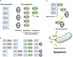 Image result for BCL2 Inhibitor