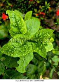 Image result for Basella