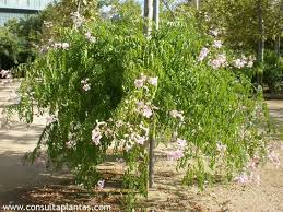 Image result for Podranea