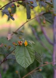 Image result for Grewia microcarpa