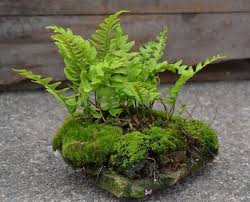 Mini Landscape Taman Lumut Menanam Taman Miniatur