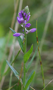 Image result for Polygala gazensis