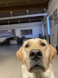Our staff at pets r us veterinary hospitals are committed to providing the highest quality veterinary treatment and care for your pets. Rosita S Pet Store 2551 E Avenue S Palmdale Ca Pet Shops Mapquest