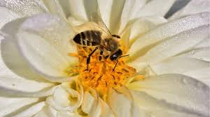 La lutte contre les chenilles processionnaires du pin peut prendre différentes formes. Piqure D Abeille 14 Remedes Naturels Simples Pour L Apaiser