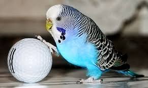 Andulka Budgies Parrot Pet Pet Birds