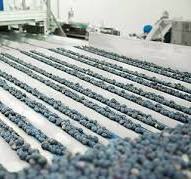 Blueberry Sorting Machines, Grading and Processing Equipment